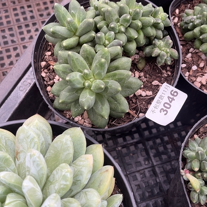 阿雅园艺。          3046千代田