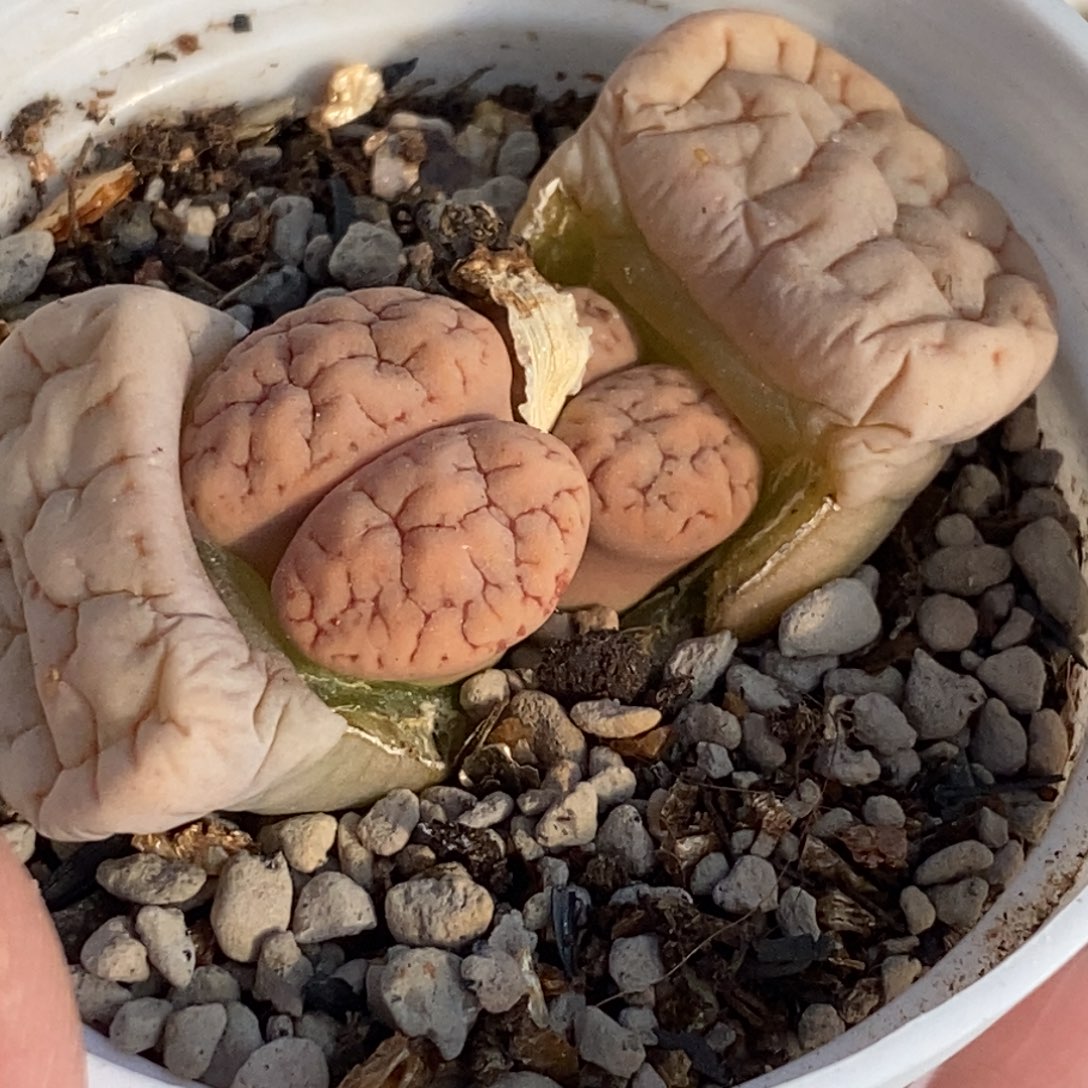 0487 189苇珑玉双头带盆土