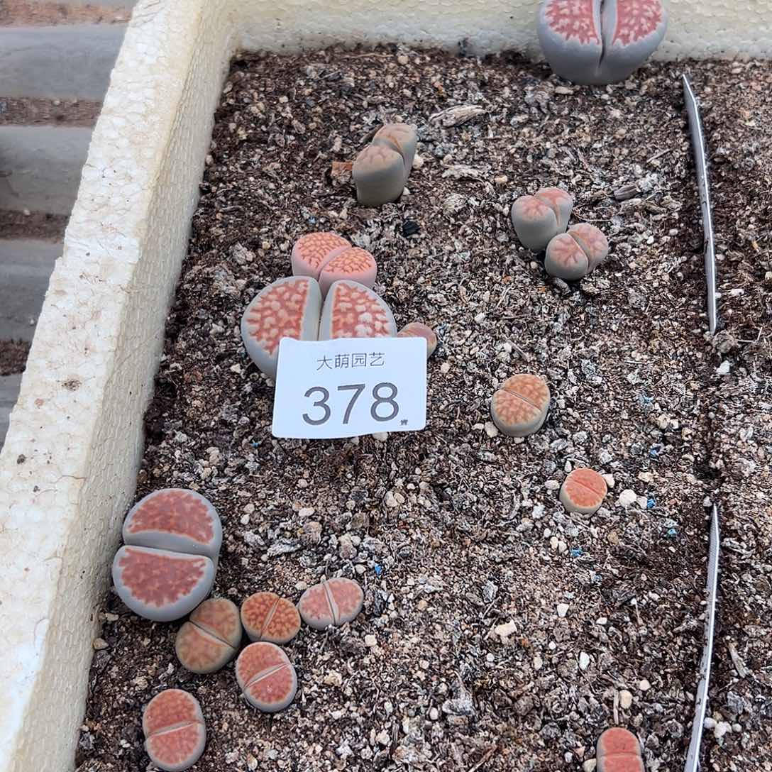 清框脱土发无售后默认有疤。 378