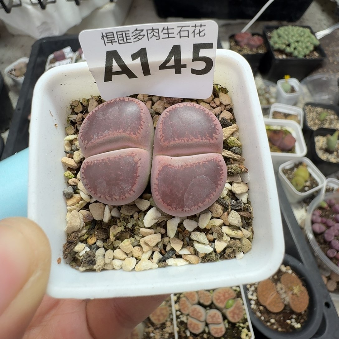 145多肉植物多肉植物