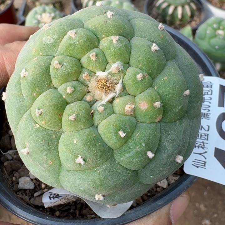 福利苗接海鲜487