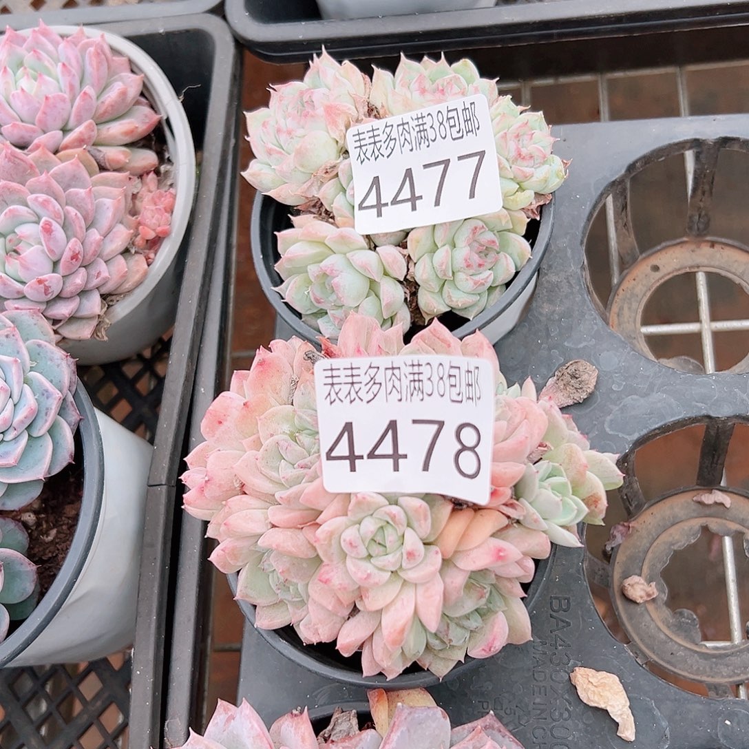爱***笨无花朵多肉一物一拍植物4477、4478