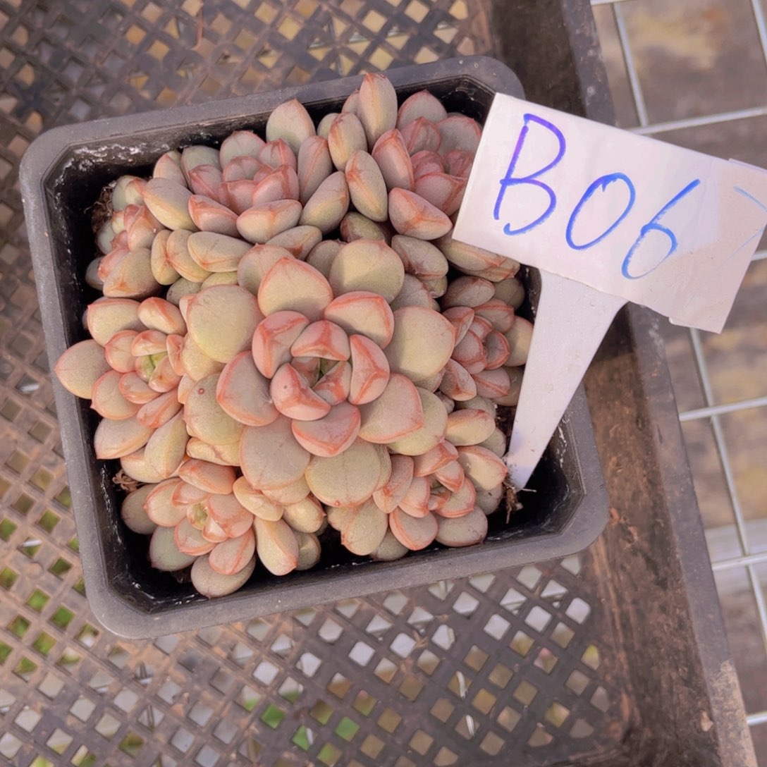 Ｂ０６７号一颗葡萄一物一拍