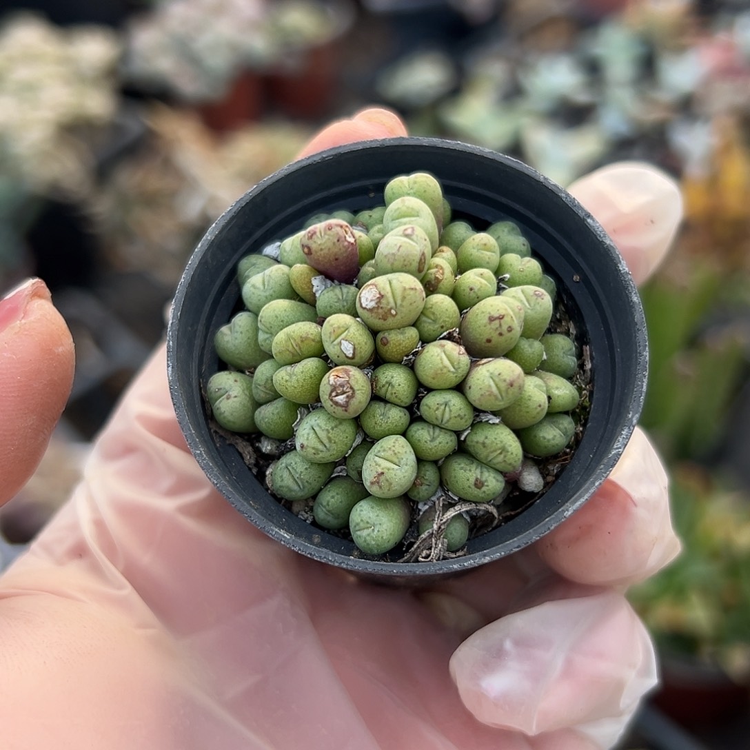 多肉植物多肉植物