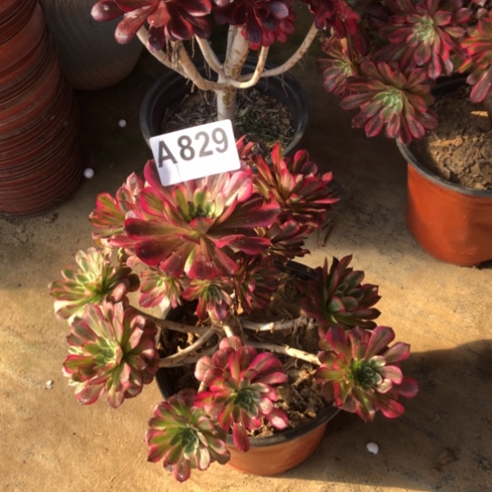 法师多肉植物麻*法师829
