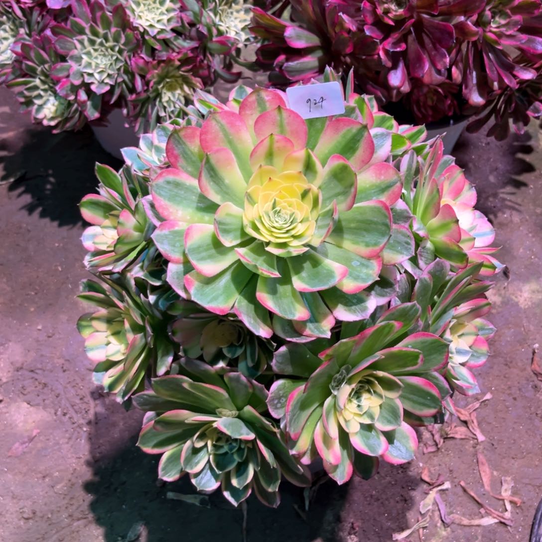 多肉植物海王924