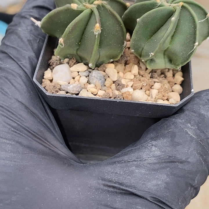 水牛角两个一盆带盆发货