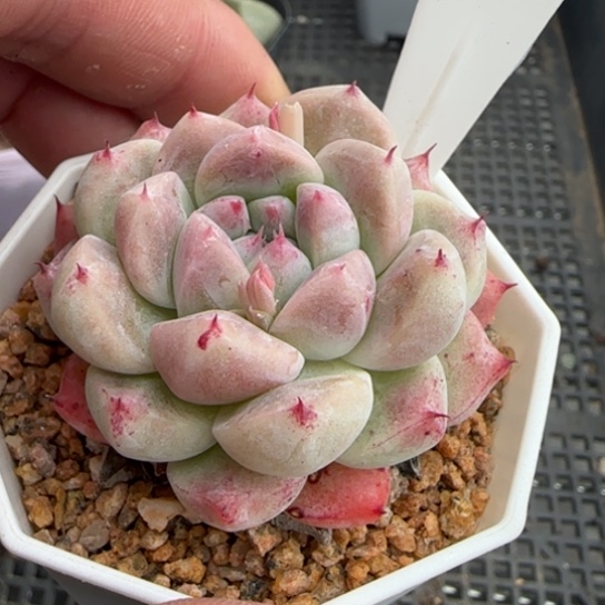 119如梦令一物一拍多肉