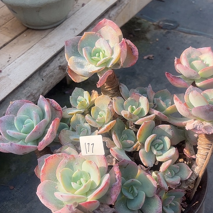 顺****177血凤不售后脱土发货不退不换