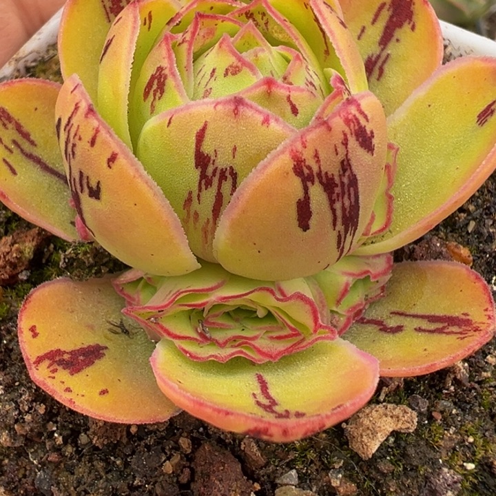 不染花园级 群生 88折福利 t769