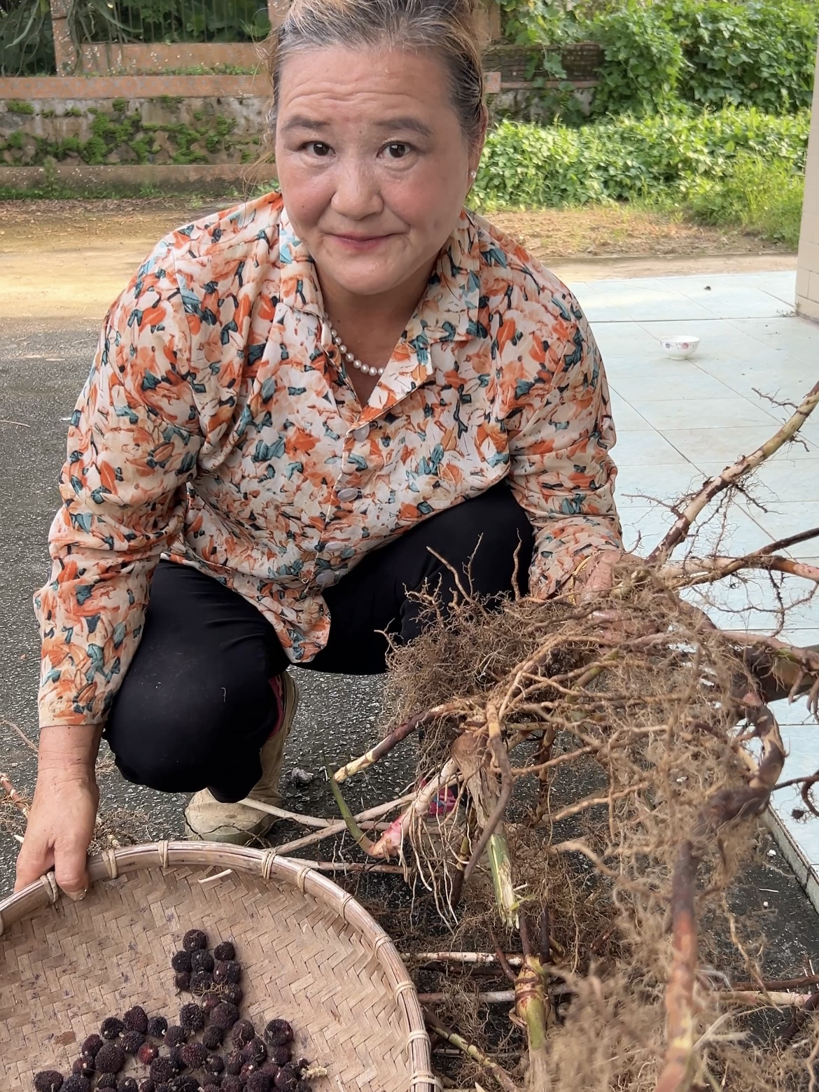 广东阳春新鲜春砂仁根 现摘现发煲排骨炖鸡美味