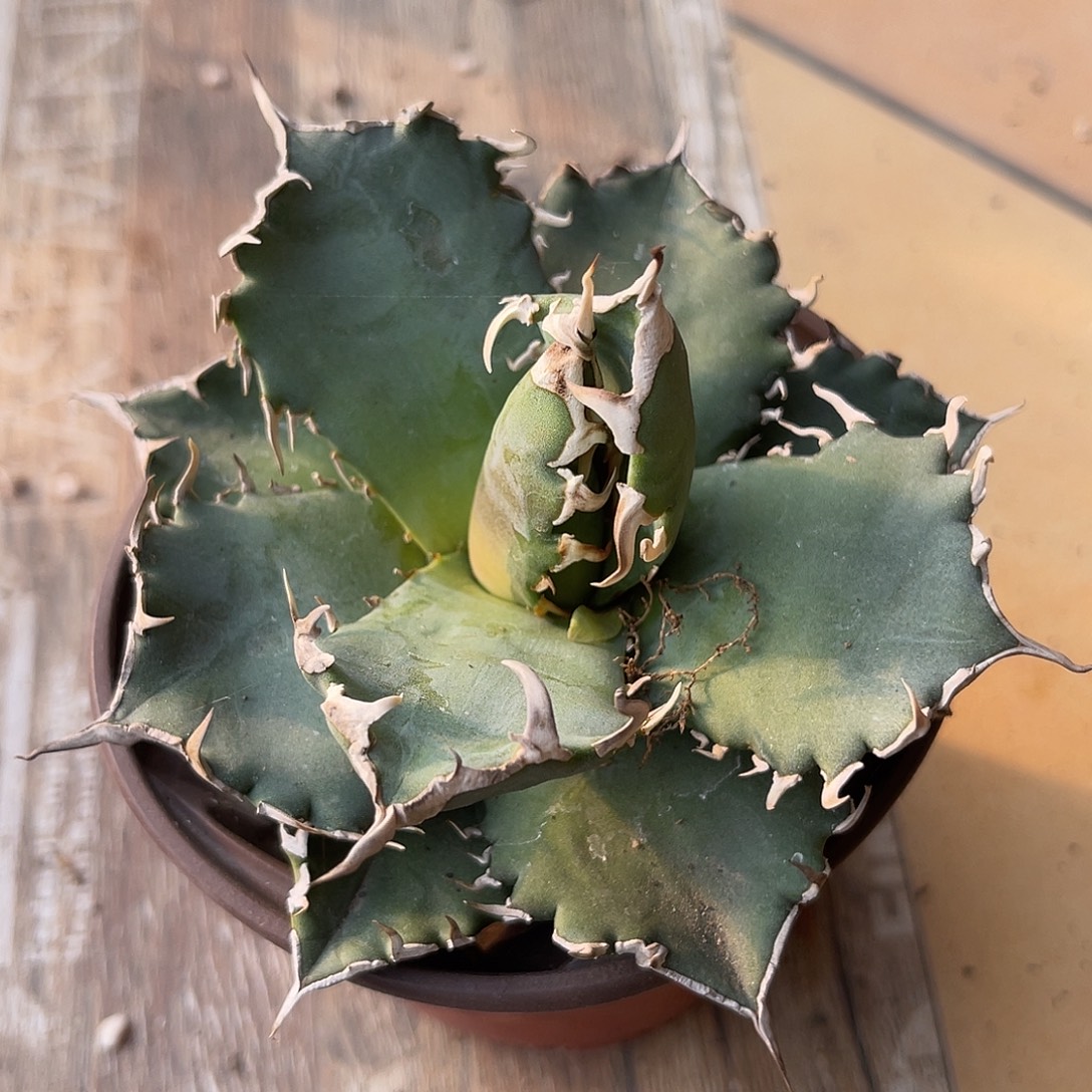 仁王冠龙舌兰一物一拍