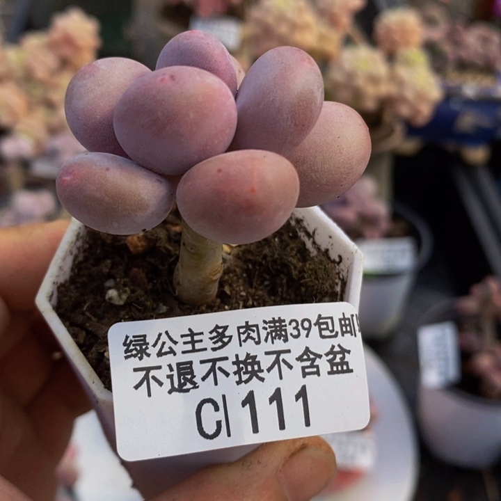 蛋黄奶单头111多肉植物