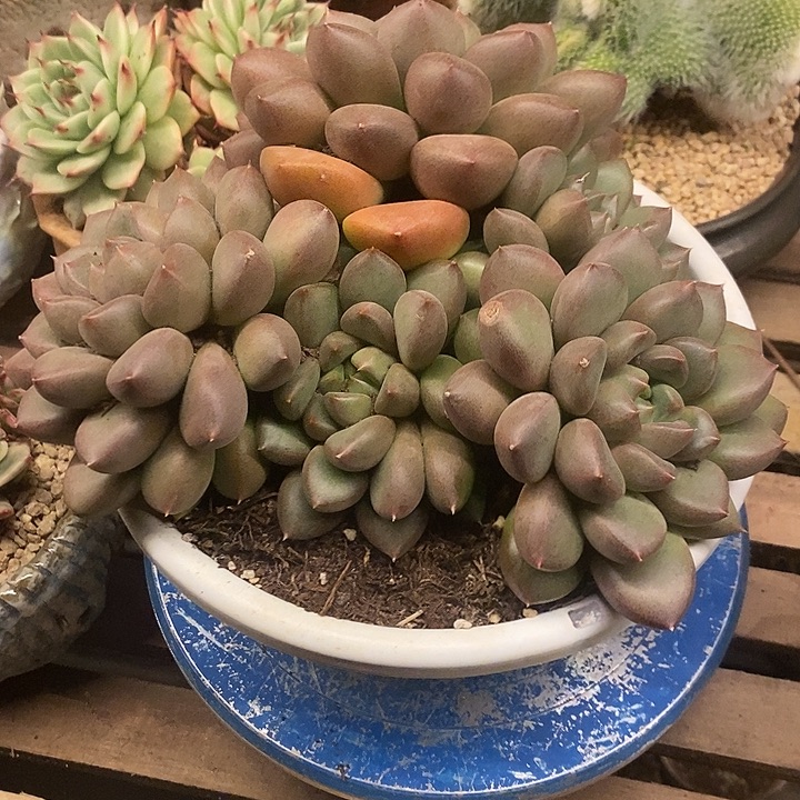 我***肉多肉植物肉肉植物