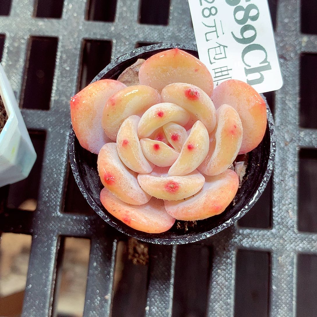 5厘米盆精控多肉589