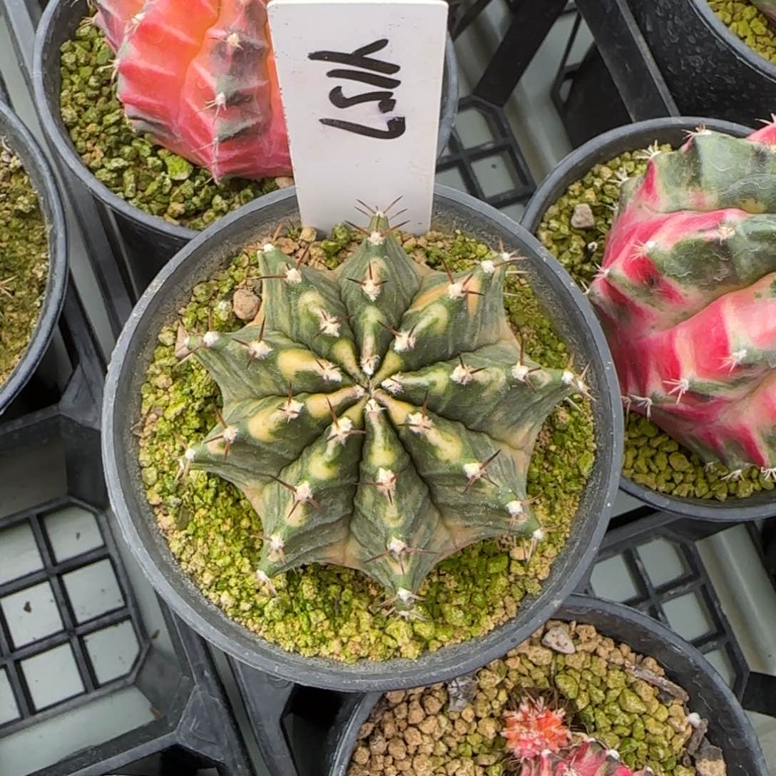 157-0215实生脱土发多肉