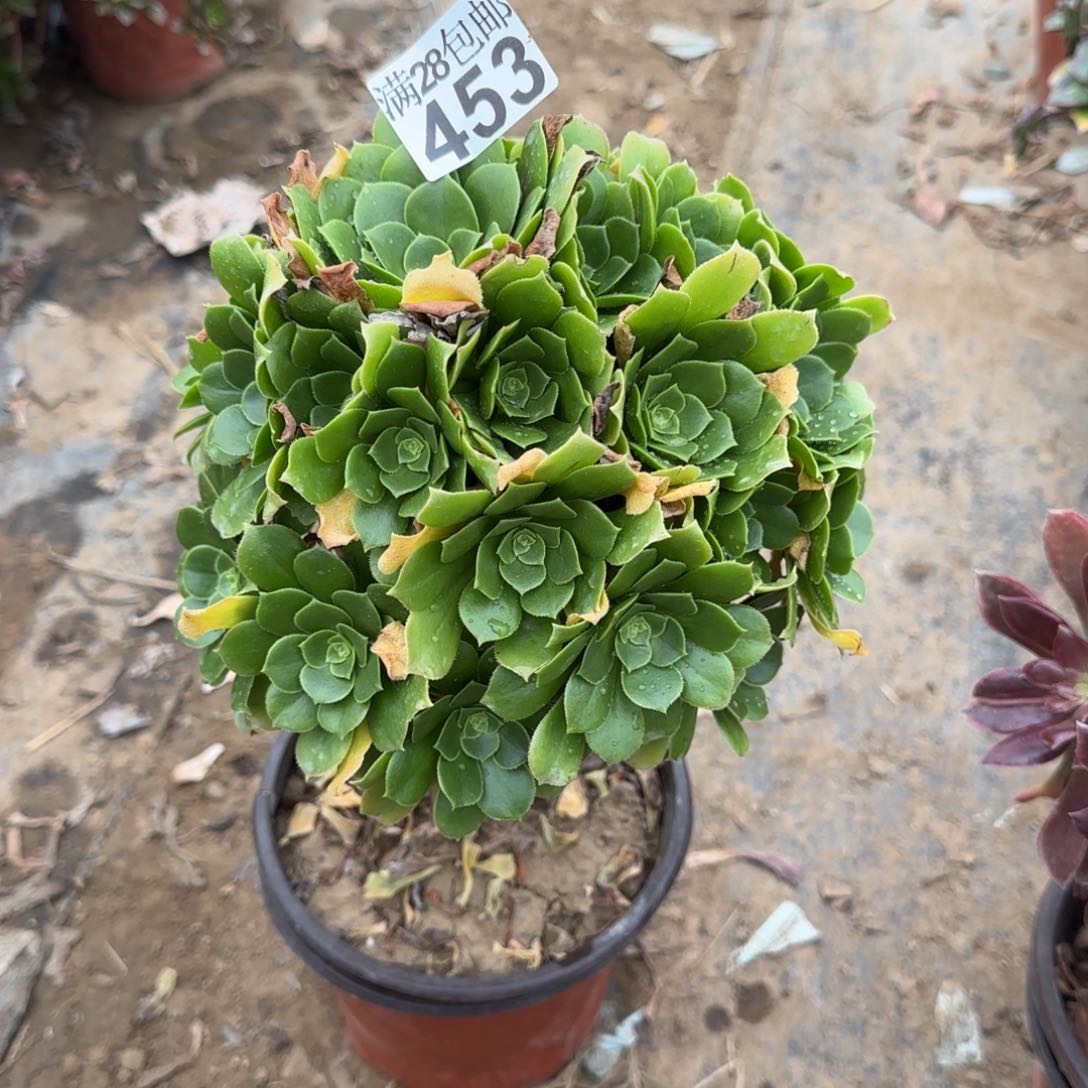 绿羊绒多肉453满28包邮断枝不包