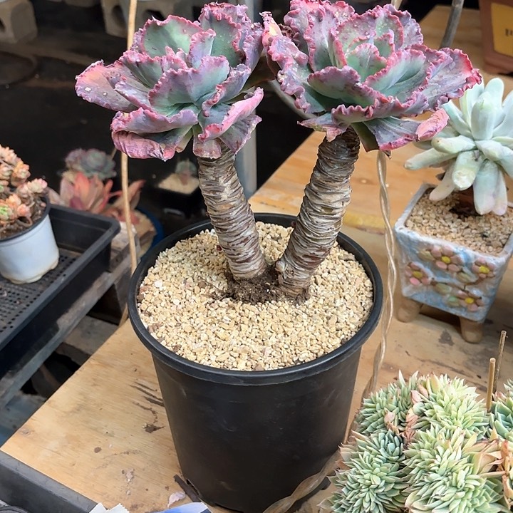 多肉植物，舞会红群