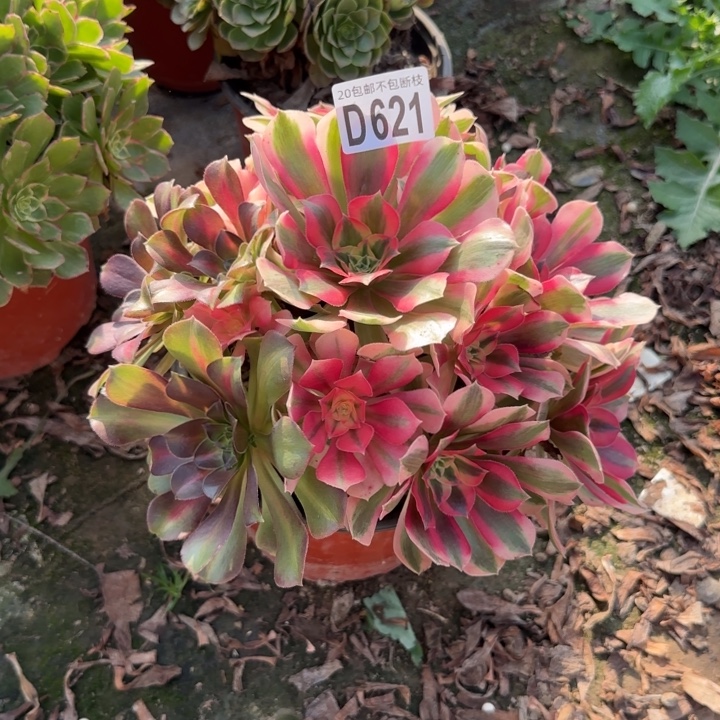 妖月……多肉植物……