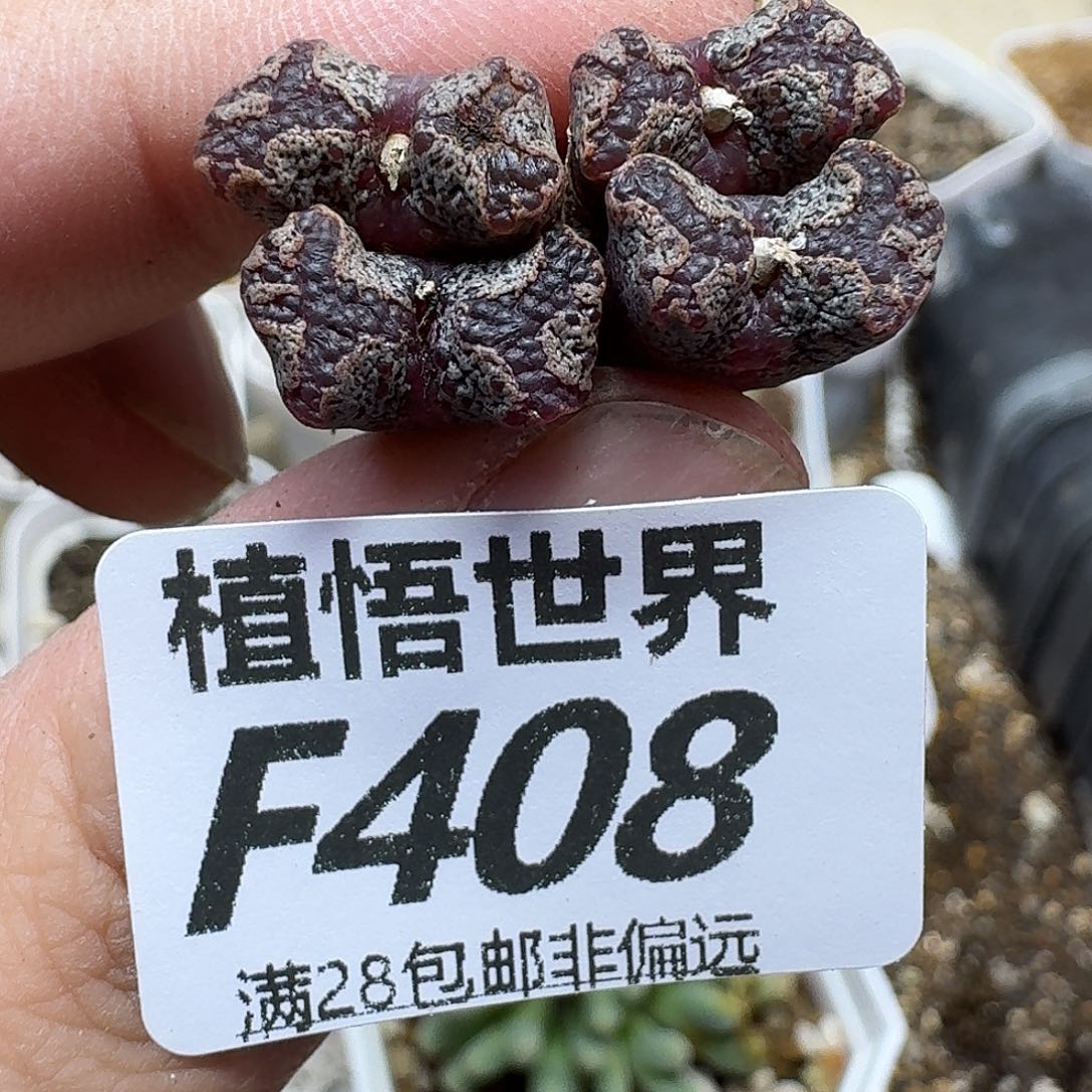 多肉植物的人生fghj