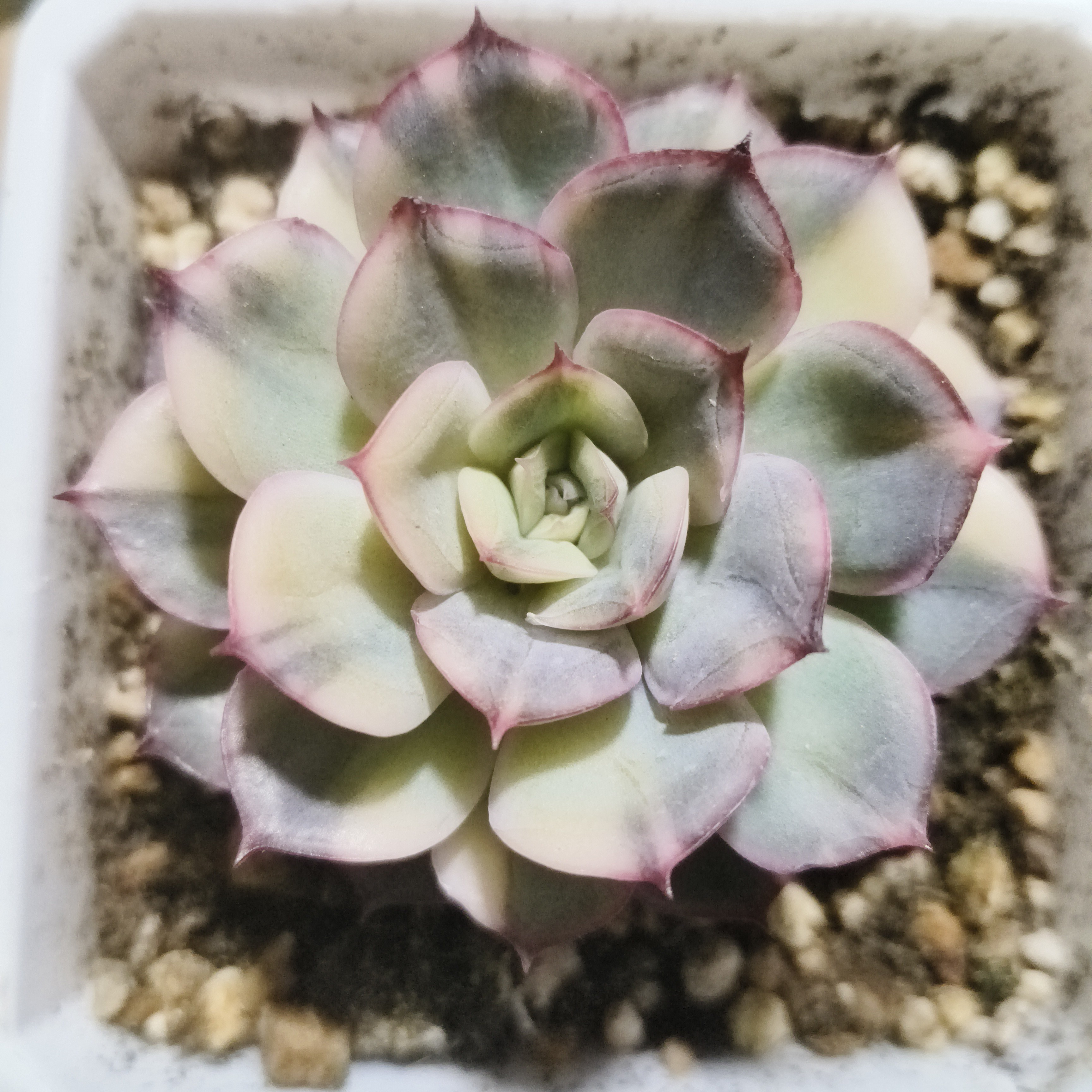 花脸拉丝武仙座锦多肉植物