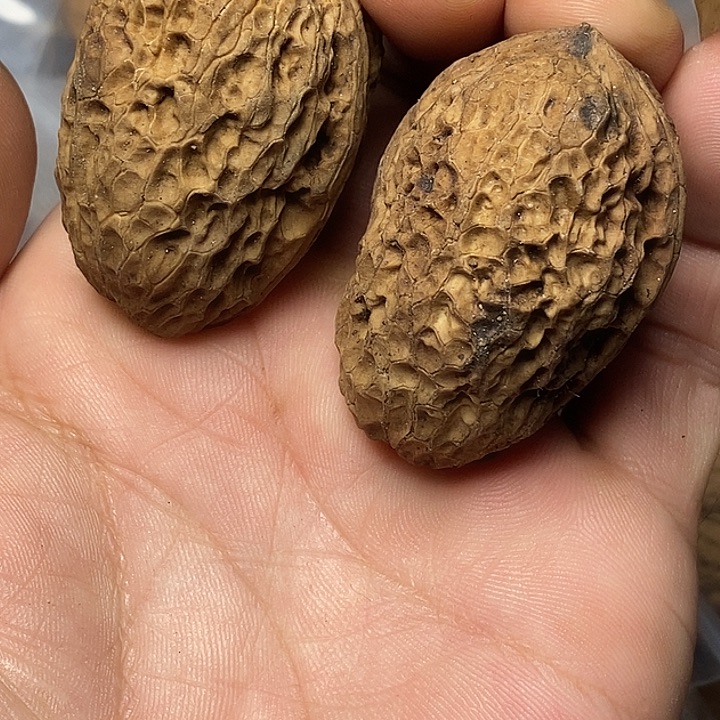 文玩核桃把件云南铁核桃11