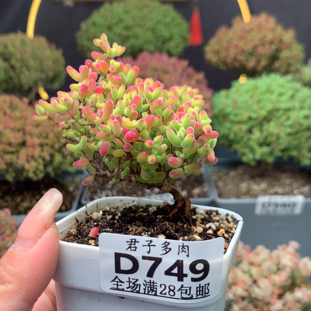 749蜜橘糖球。             
