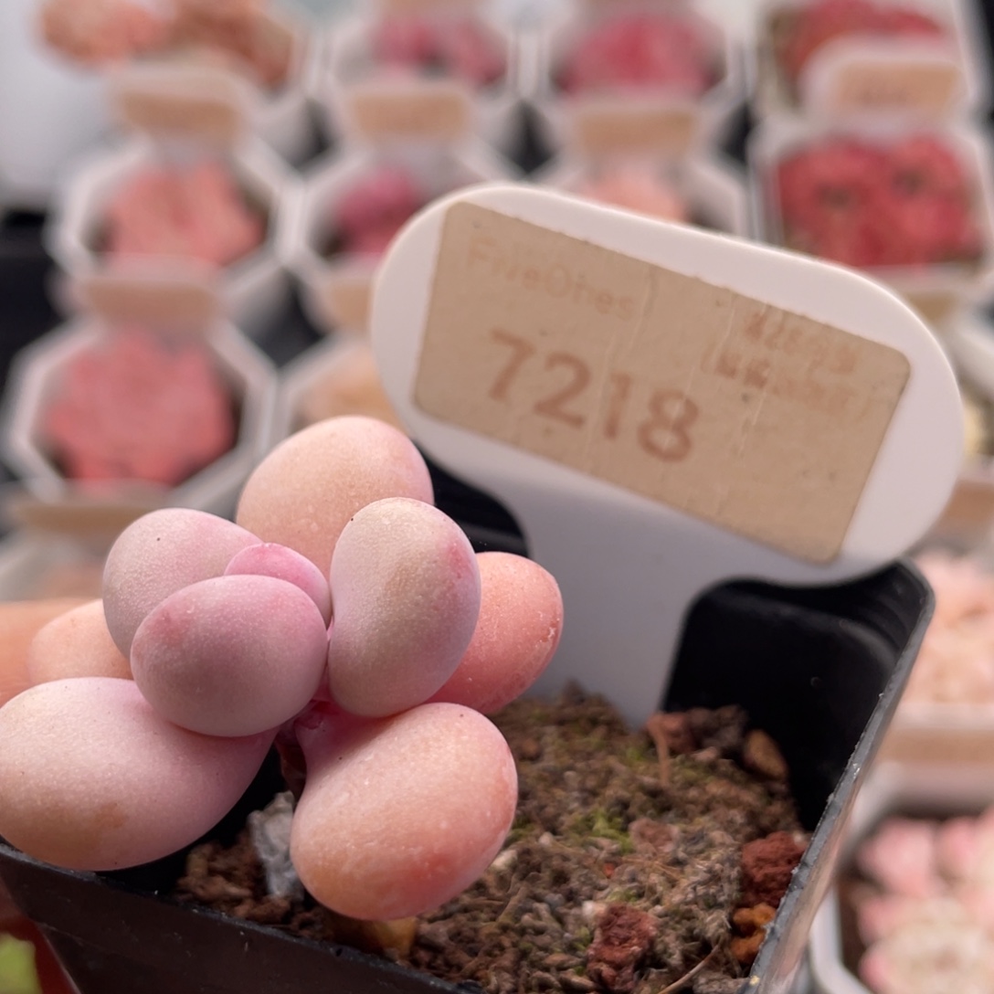 小桃蛋7218-3.6厘米