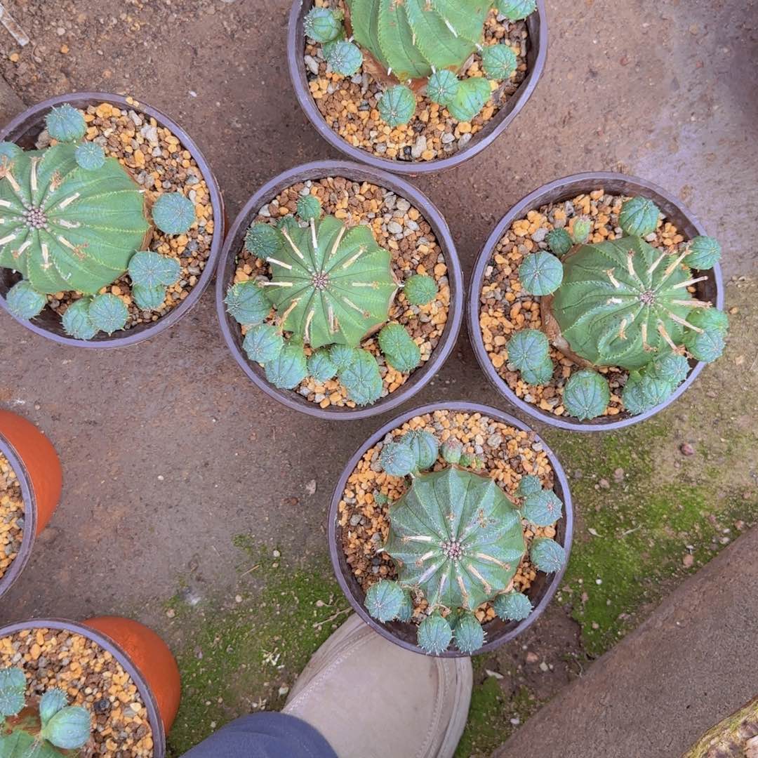 C***.块根植物块根植物块根