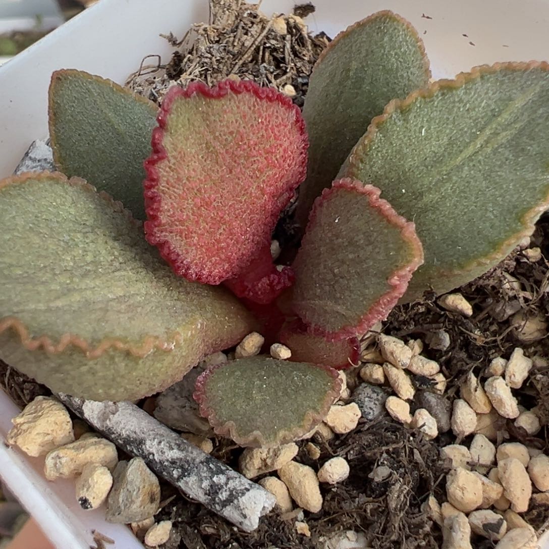 彩虹翼多肉植物水泡多肉植物
