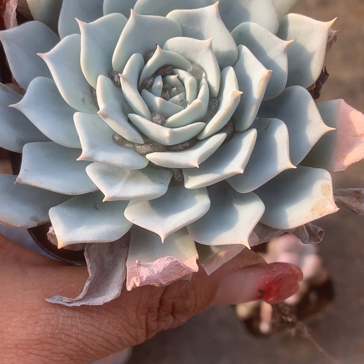 蓝鸟。（满9.99包邮不满9.99发叶子）