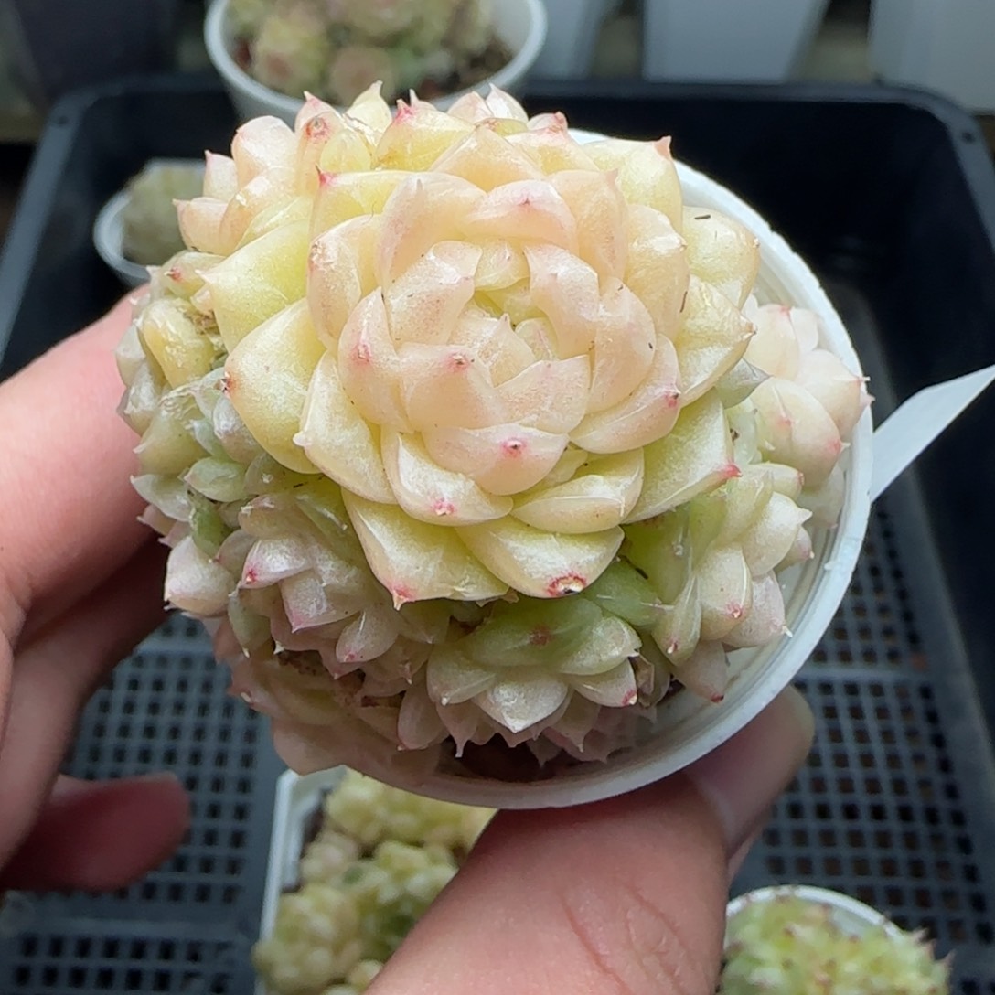 0114-219麦秆麦秆