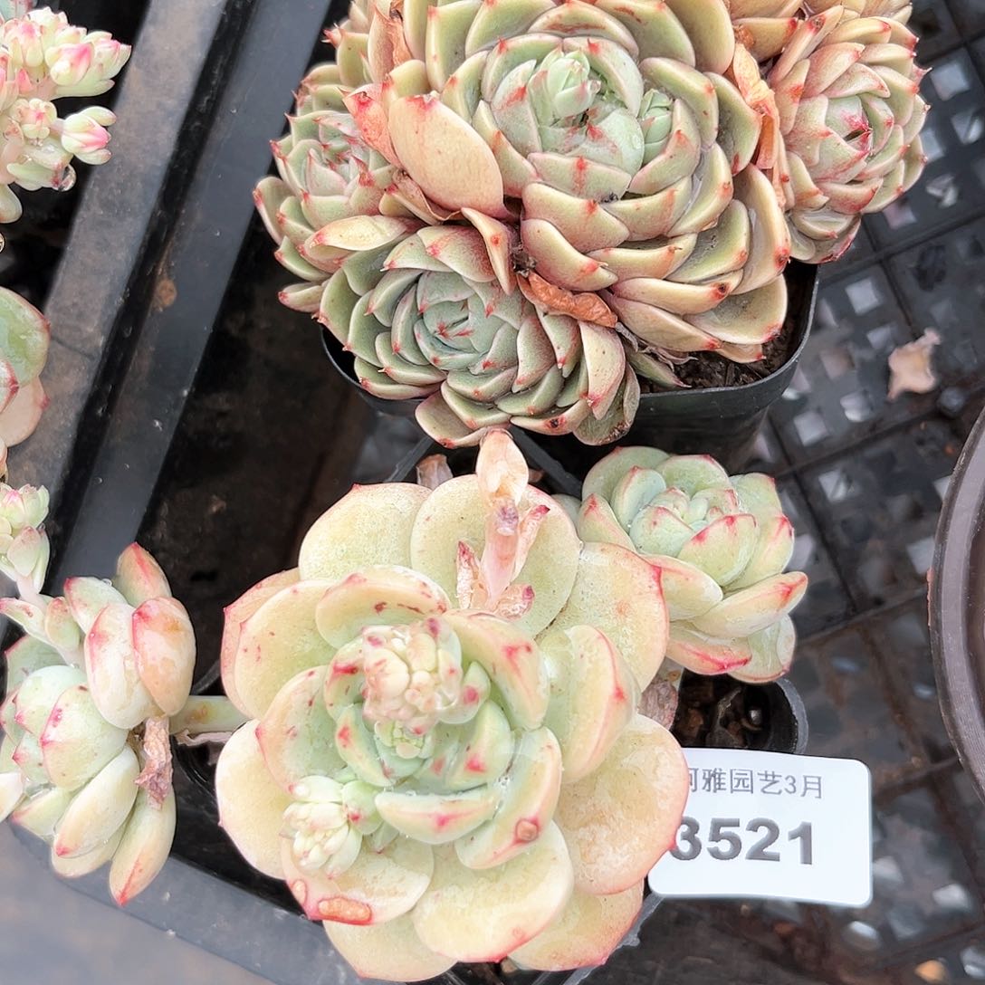 阿雅园艺。    3521