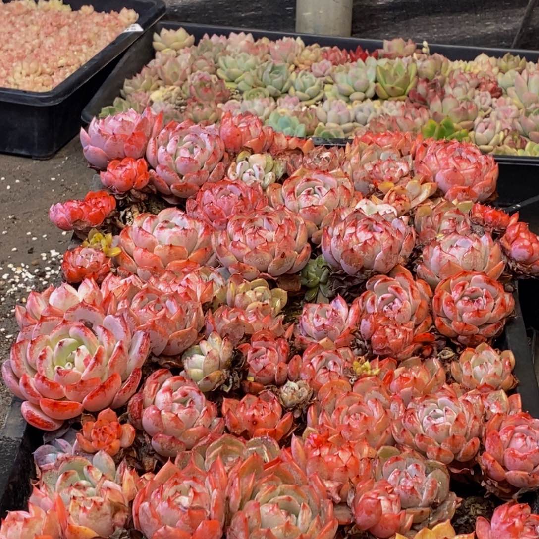 895多肉植物保护研究所所长的时候