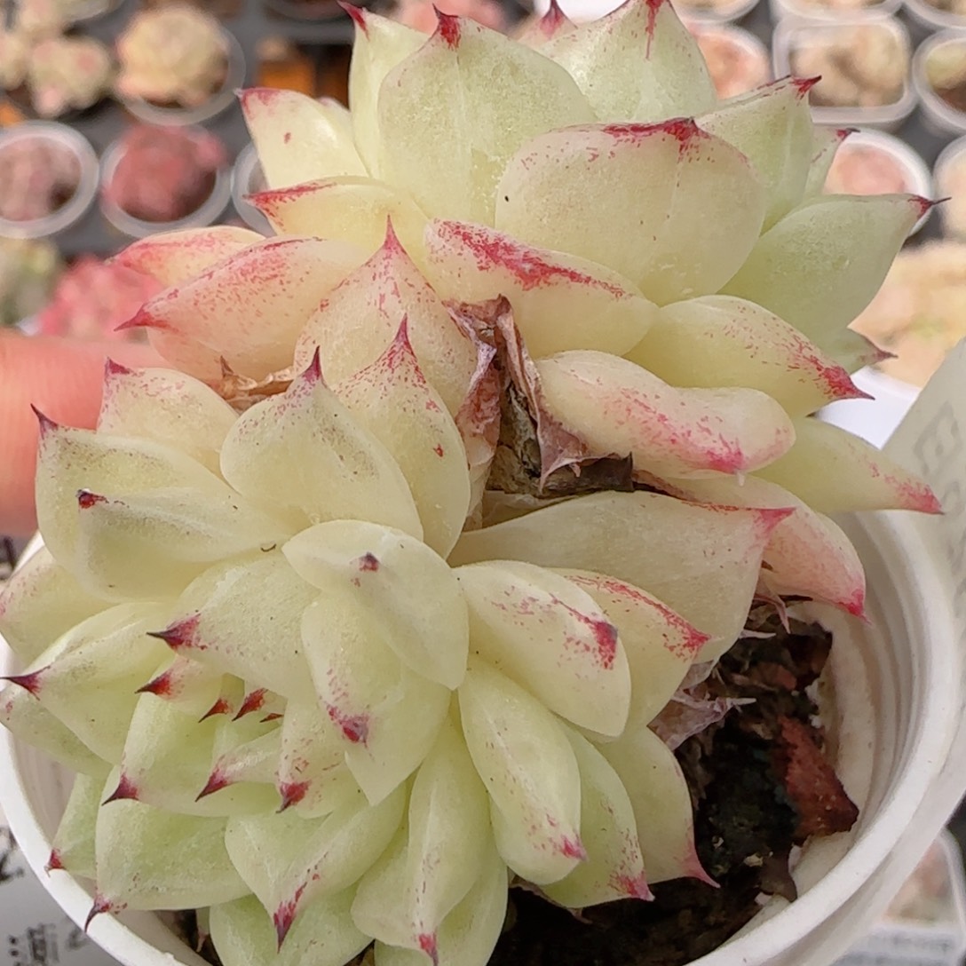 花语多肉1226-225绿魔仙散