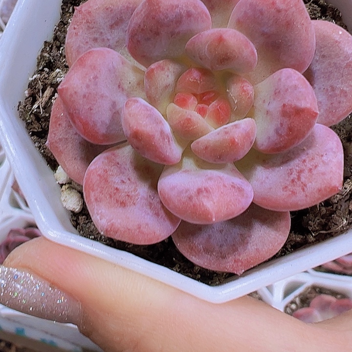 爱丽儿19包邮多肉植物