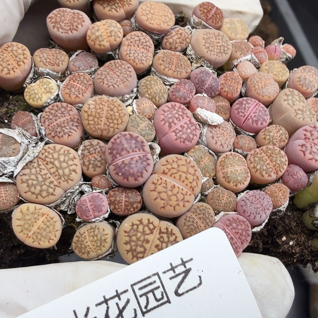 哈哈哈你真的会让别人知道523 不