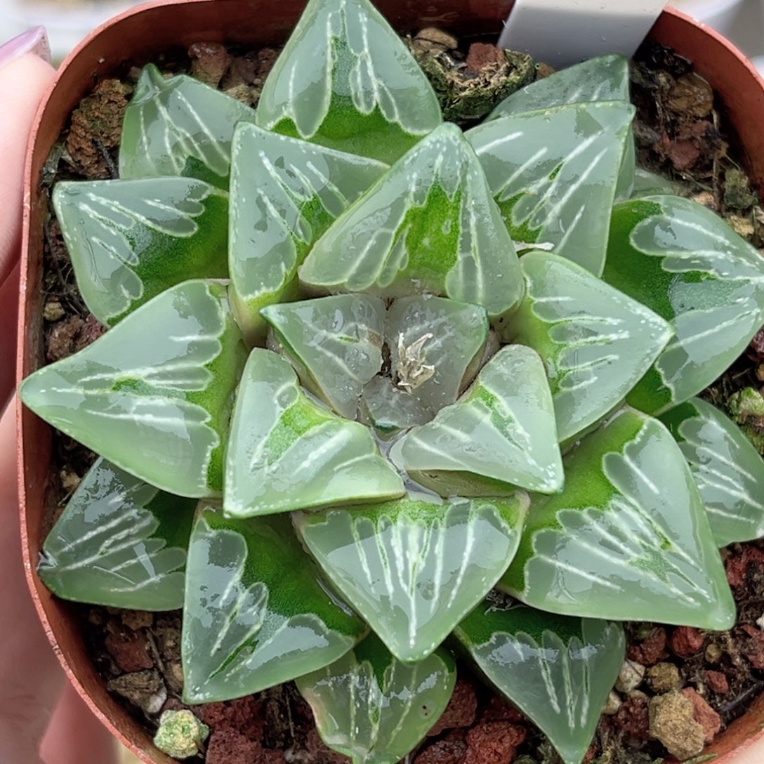 124绿玻璃福利专场