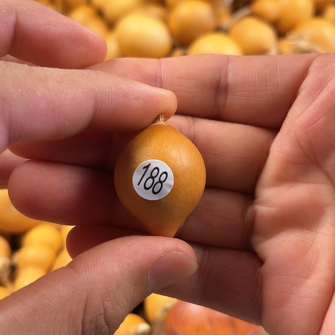 一葫芦葫芦葫芦葫芦188