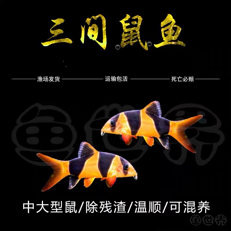 三间鼠热带观赏鱼清洁底层工具鱼好养易活适合草缸搭配