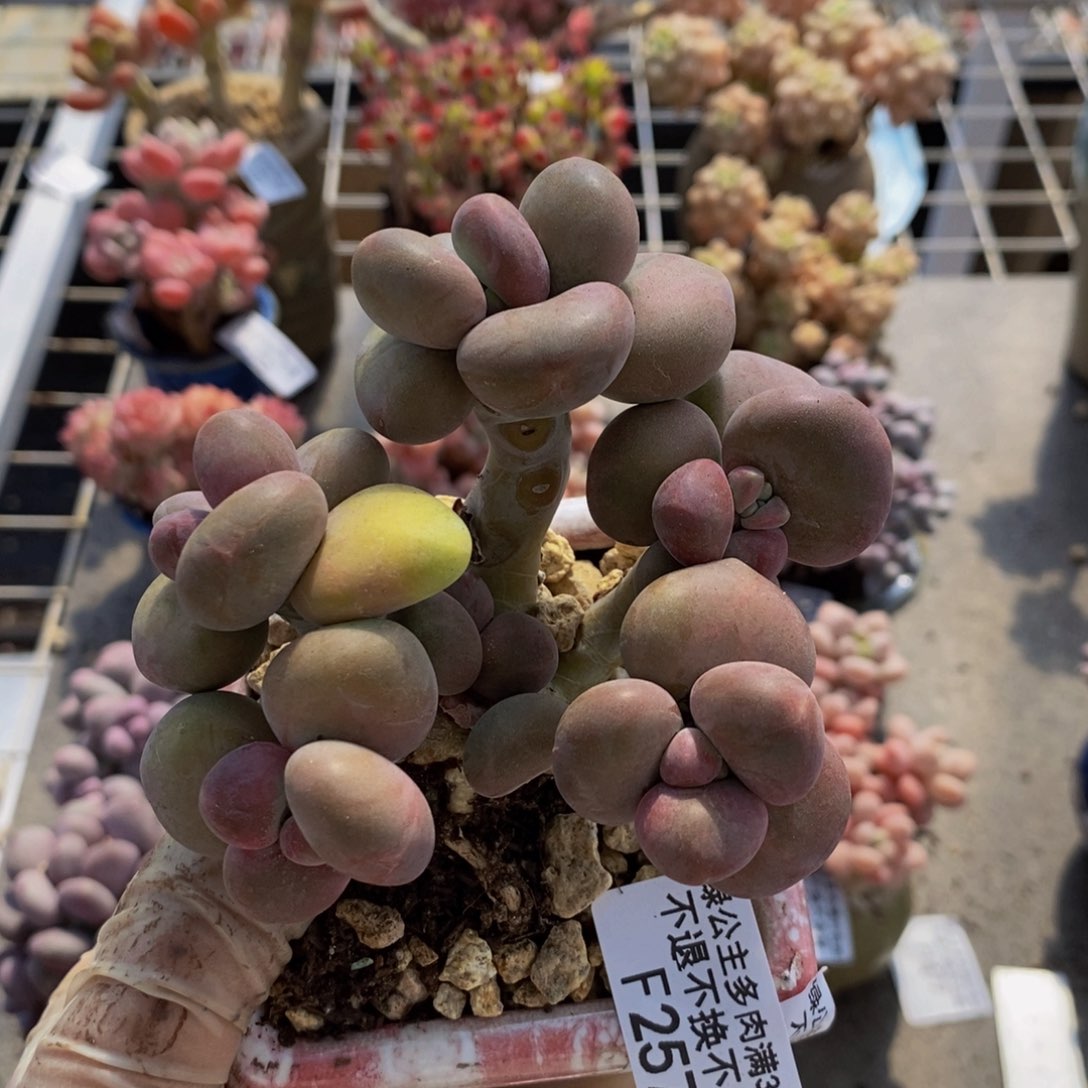 芒果奶酪金蟾kk奶257/9c m