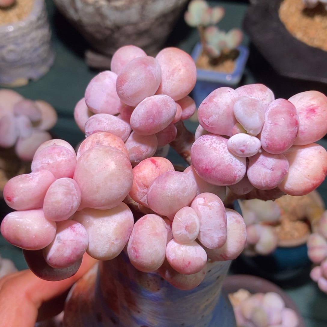 世界和平油煎丸子专拍