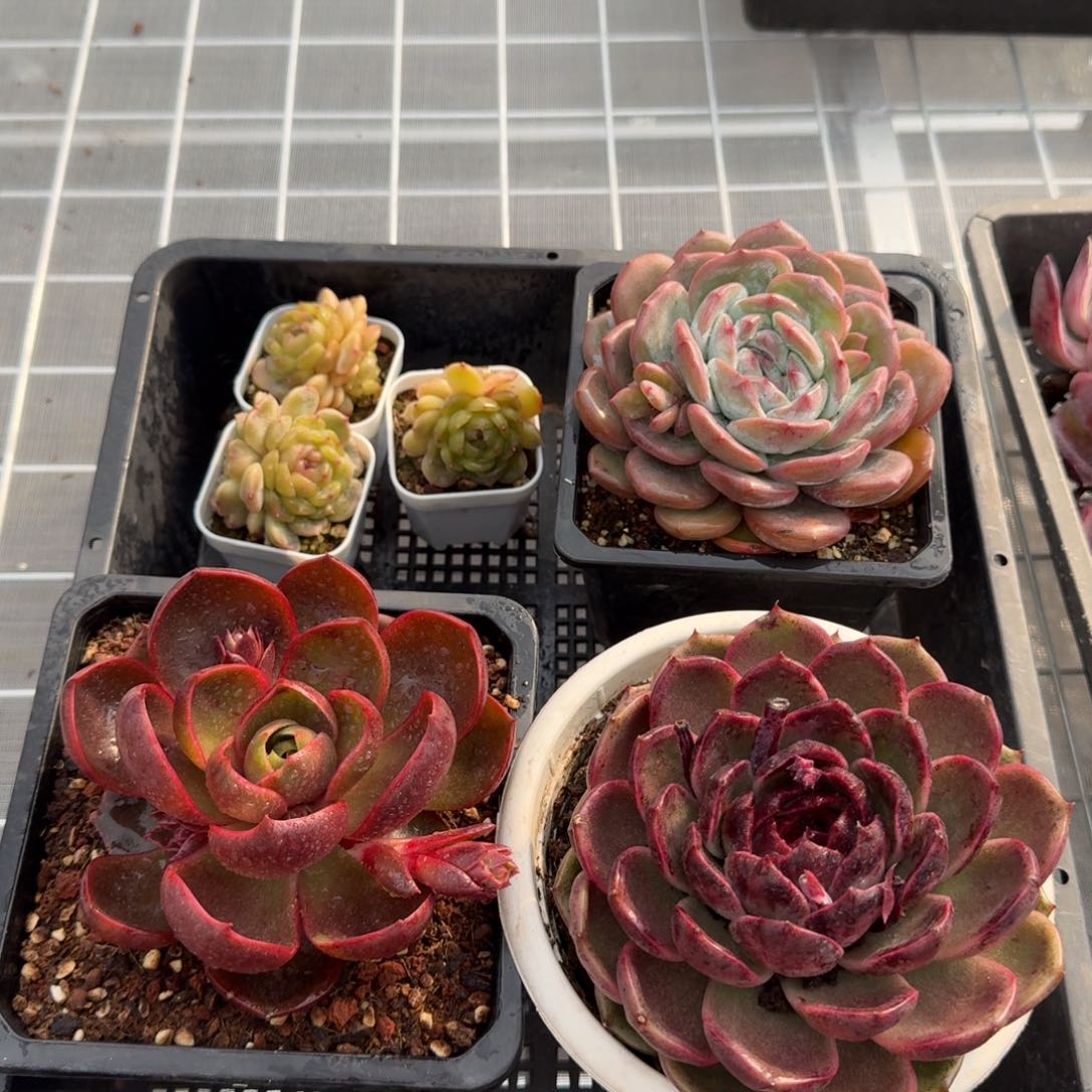 从前慢花园精选惊喜套餐