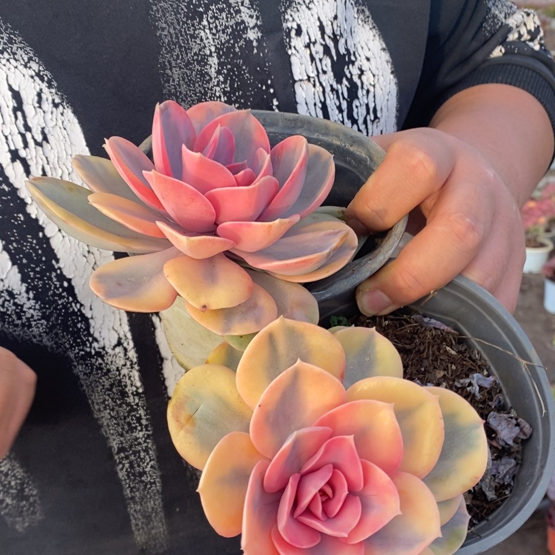 彩虹单头小老桩两盆