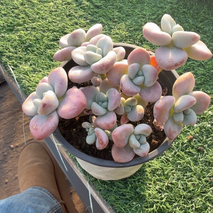 香水洛神。              