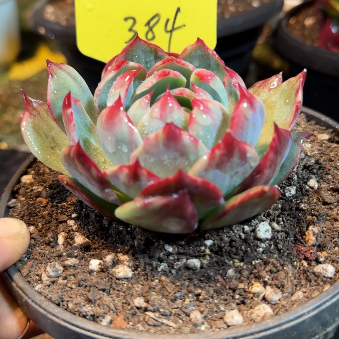 惊鸿一物一拍包装收缩花旱384