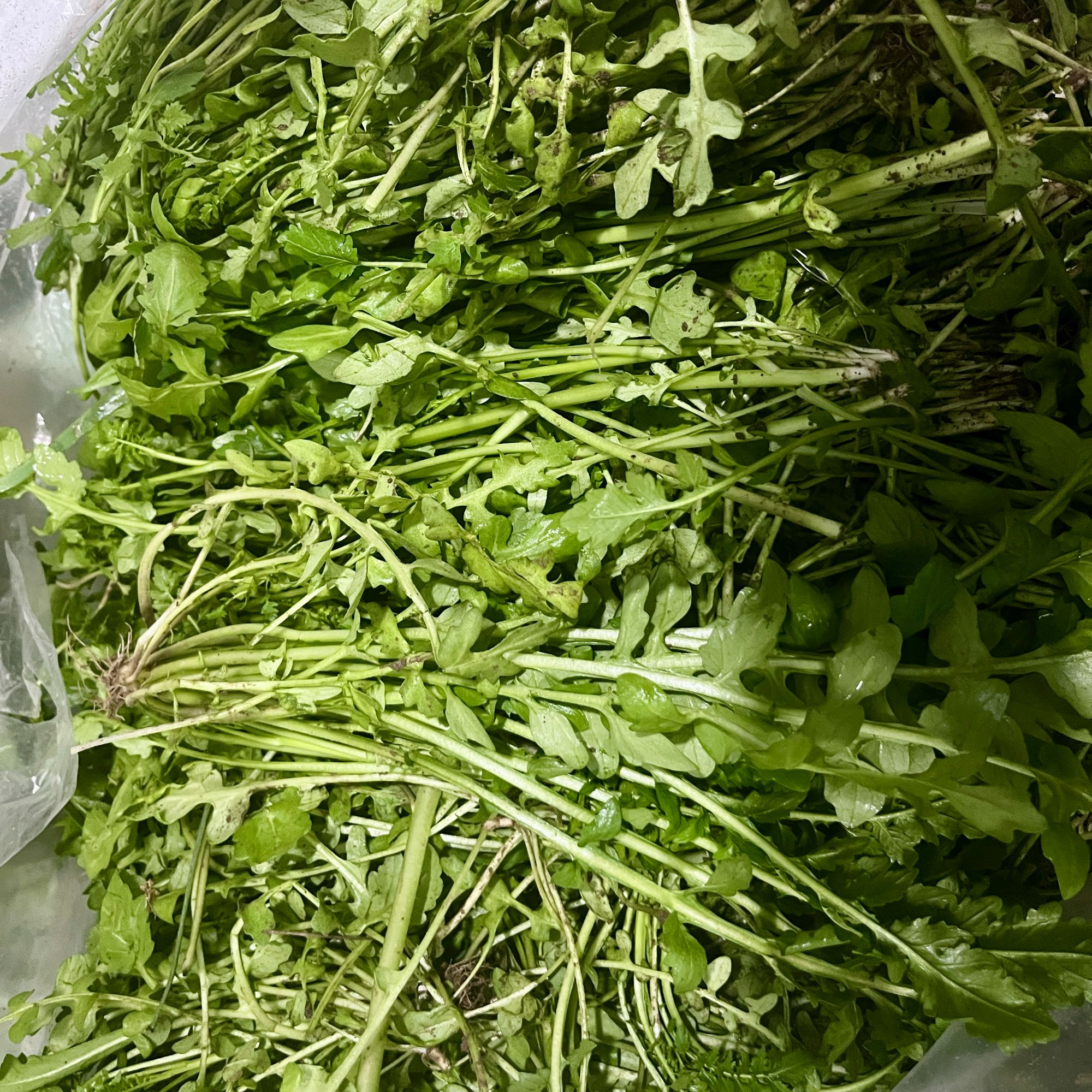 【芹姐农场】现拔新鲜荠菜三斤