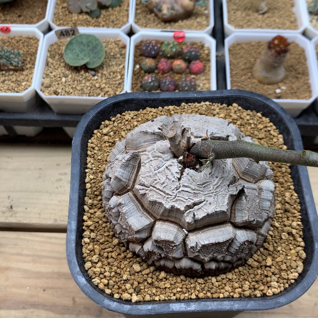 南非龟甲龙带盆发货8.4