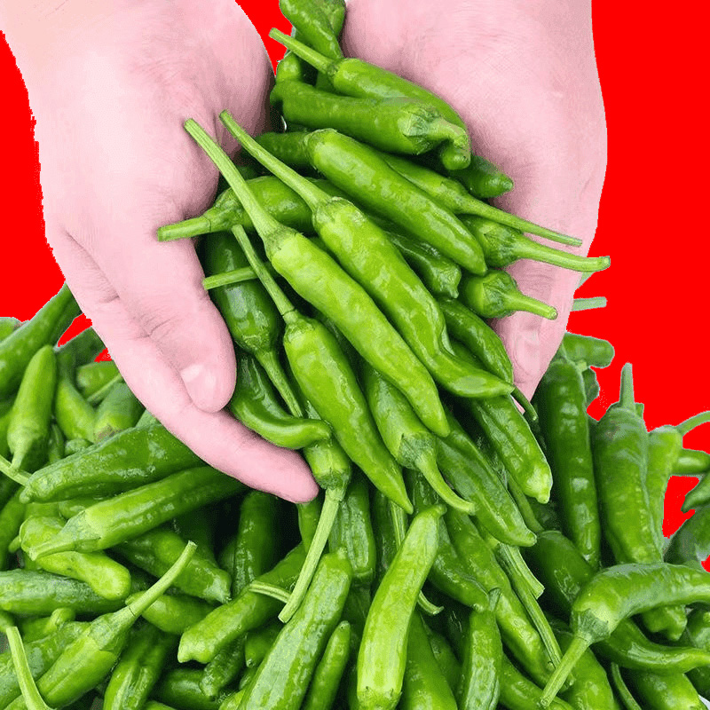 新鲜大青阳辣椒蔬菜杭椒薄皮香酥虎皮椒青辣椒农家自种特色蔬菜