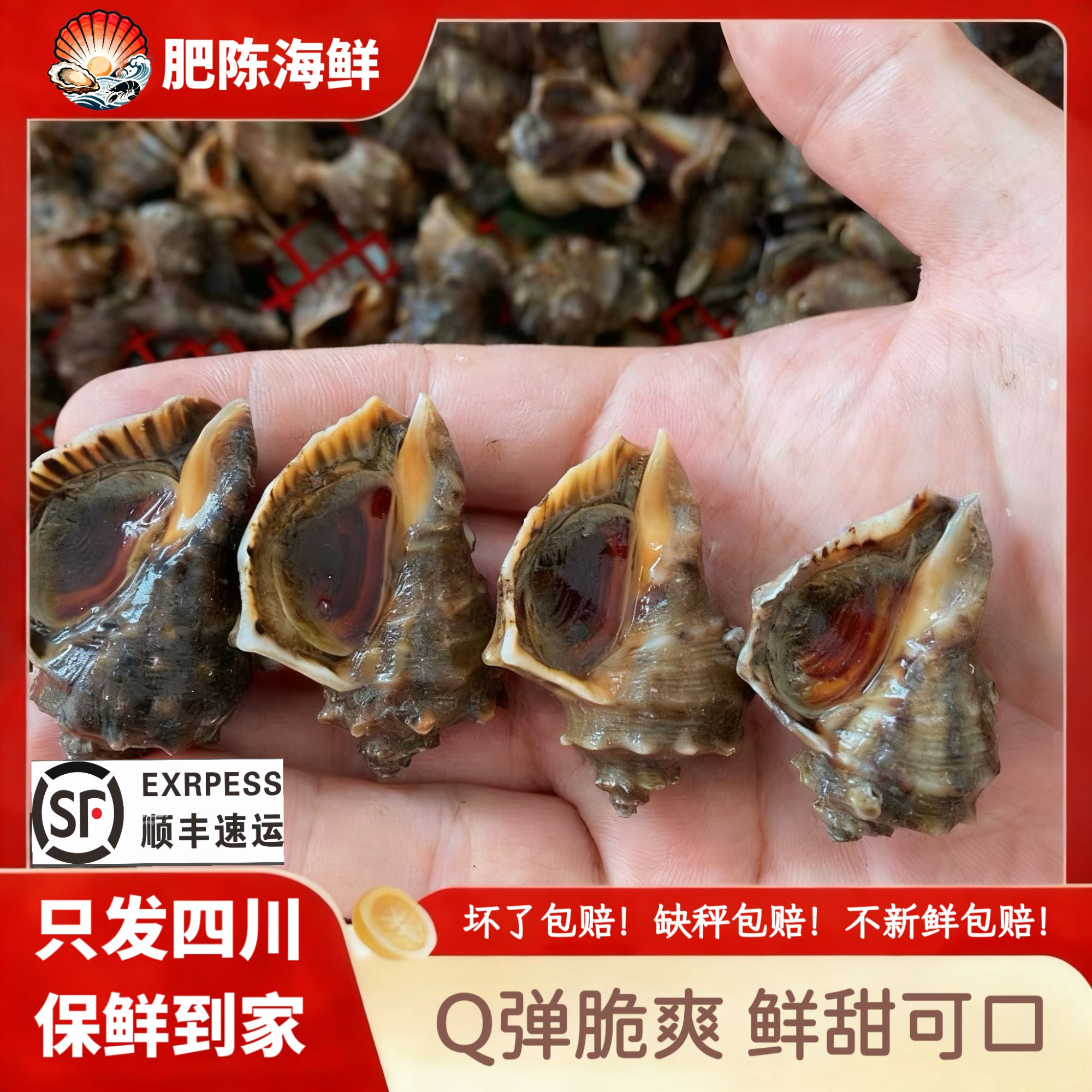 【买2斤送1斤】野生鲜活小海螺肉质Q弹紧实3斤（鲜活发货，只发四川）